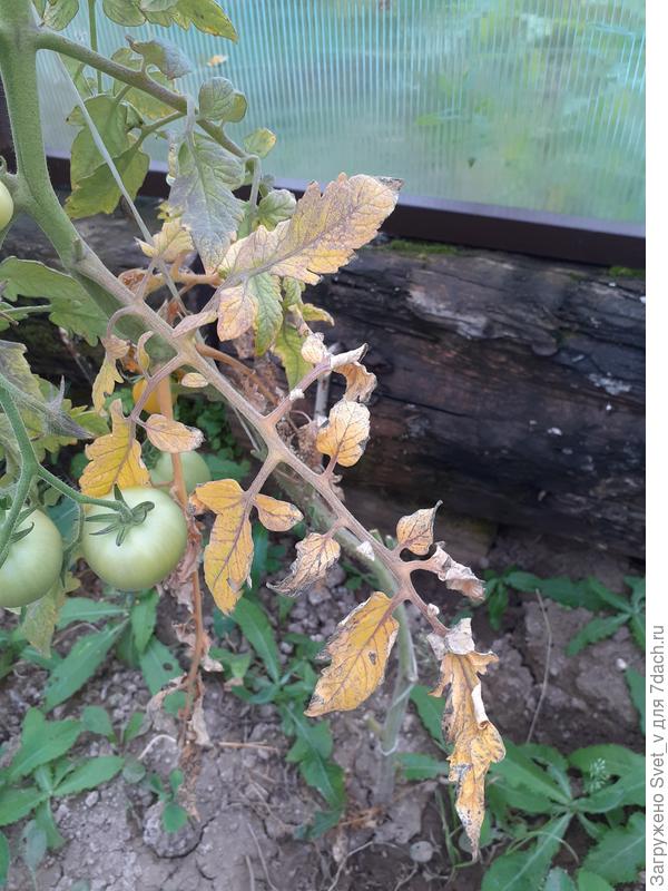 Лист томата 09.08.25