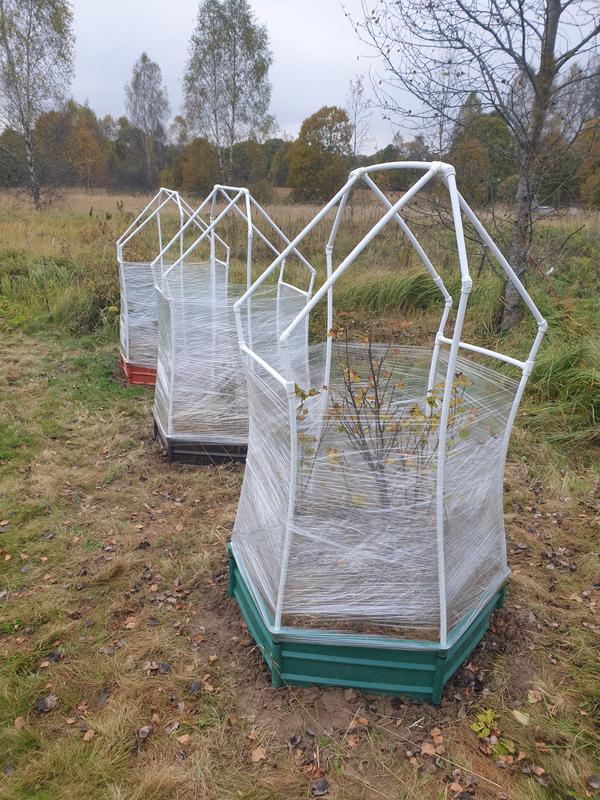 Маленькой смородинке, холодно зимой, укутаем смородинку...