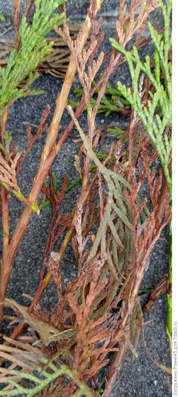 Сохнущие верхушки туи