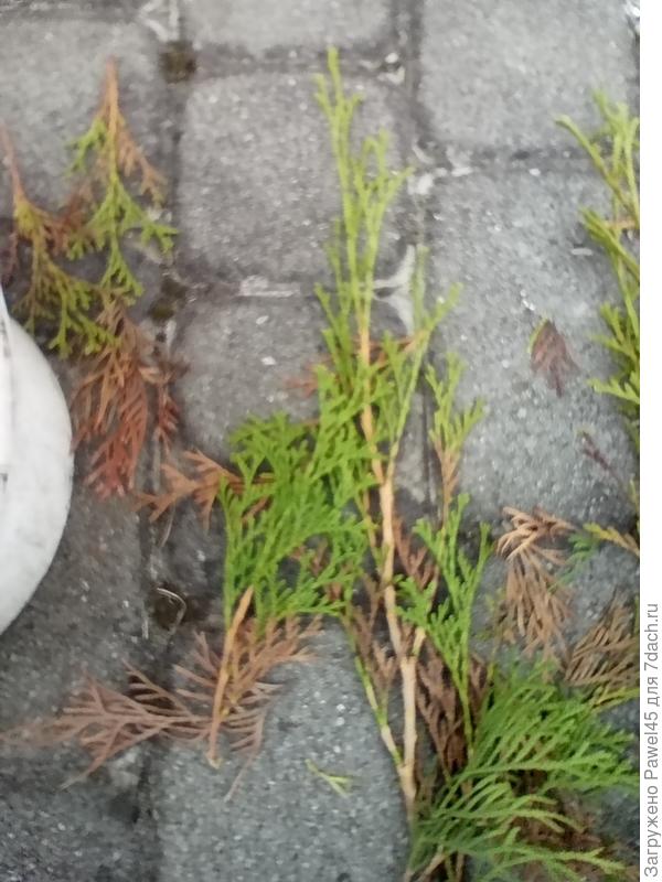 Верхушки туи смарагд.