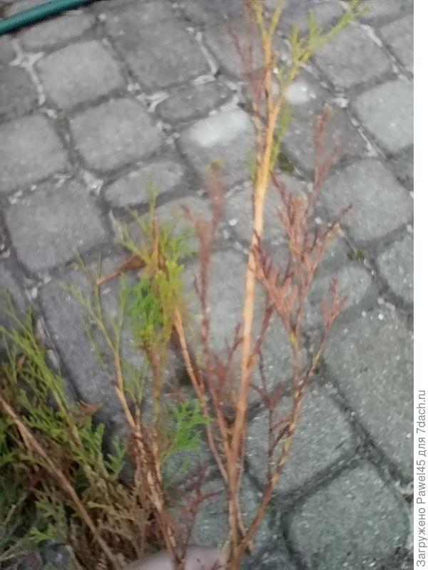 Обрезанные верхушки