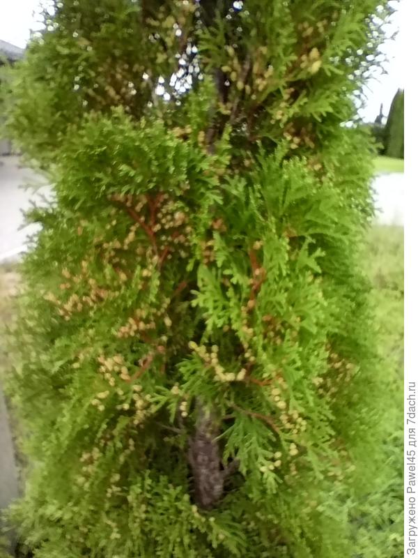 Шишки на туях