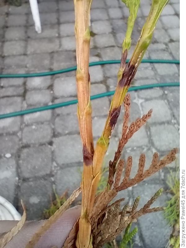 Обрезал верхушки