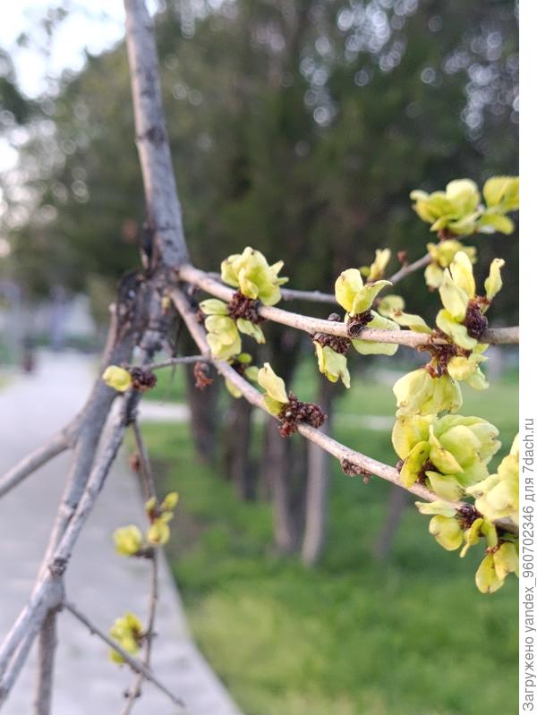 Ветка дерева