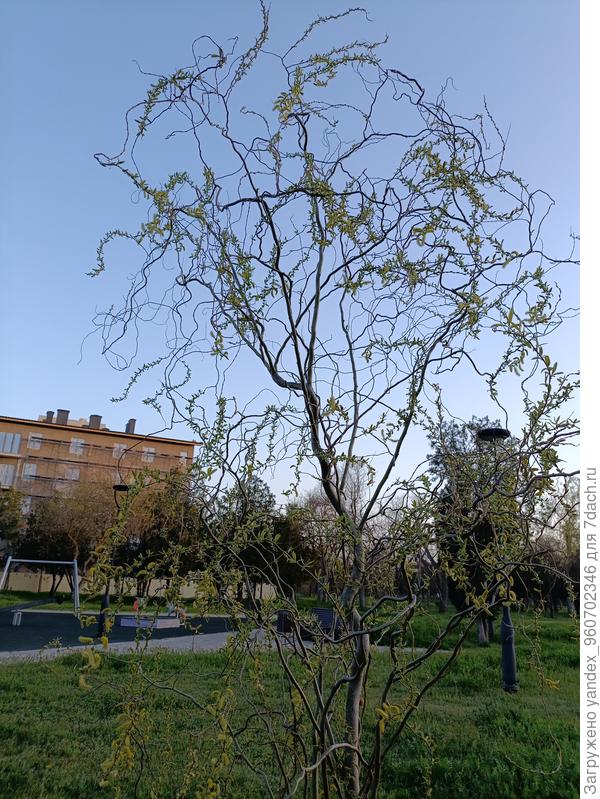 Необычное дерево