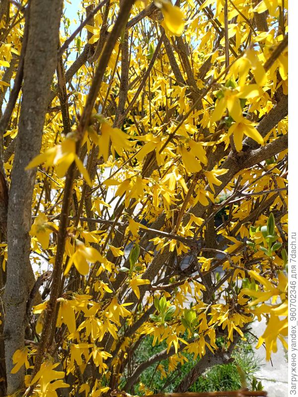 Желтые цветы