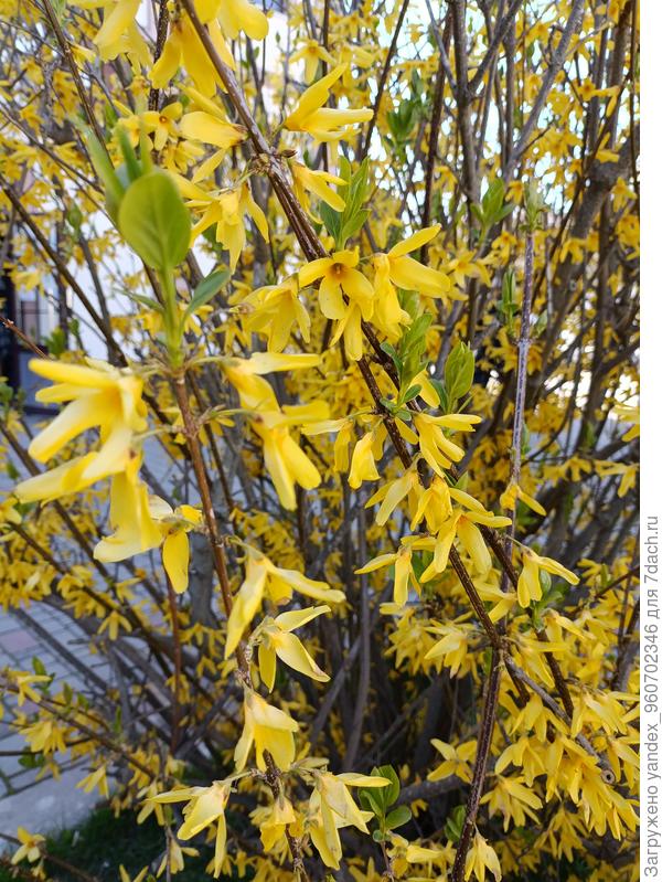 Обильное цветение