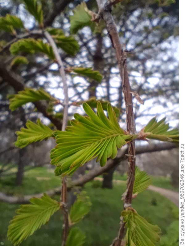 Молодые листочки