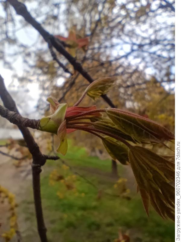 Молодые листья