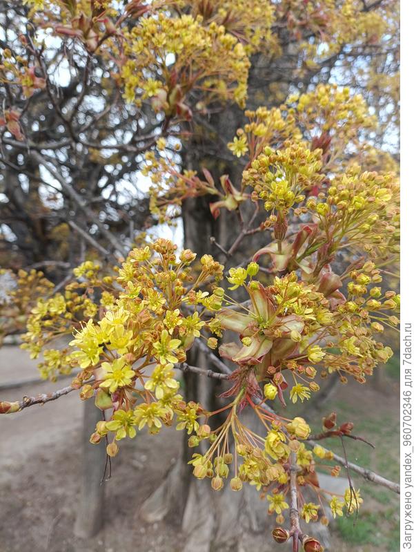 Дерево цветет