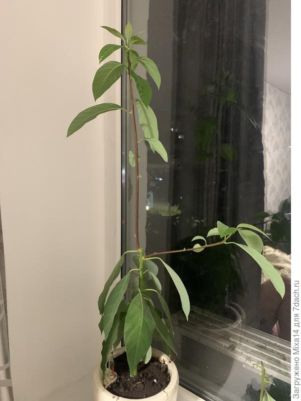 Вот что выросло после обрезки. Опять в верх сильно растет