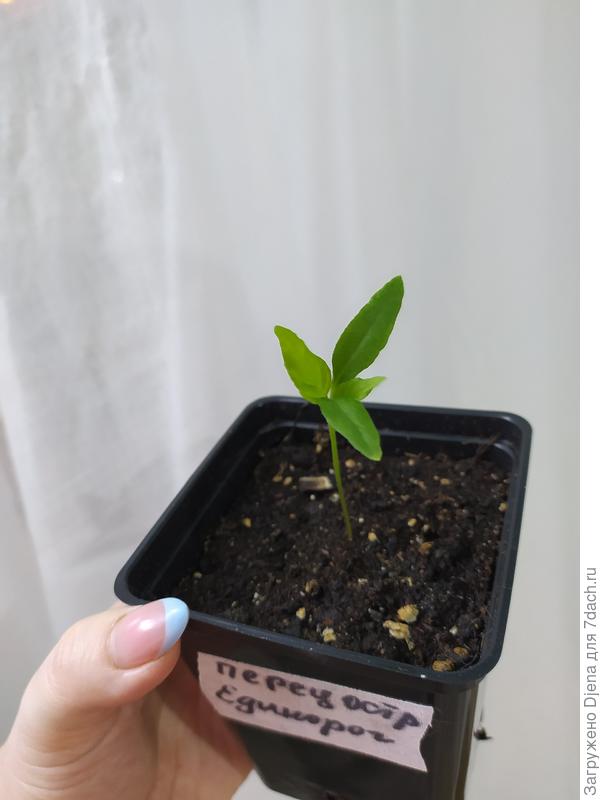 Почему-то на всех горшках с этим перцем я написала Единорог, а не Длиннорог. Видимо, первое слово привычнее))