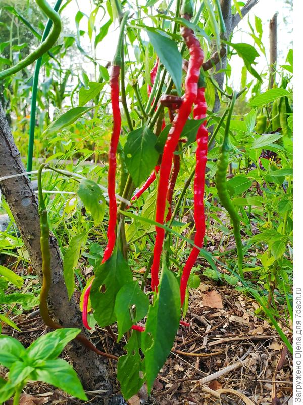 Невероятное зрелище