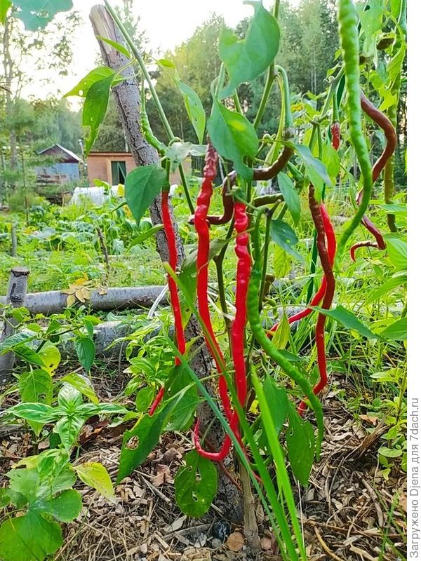 Перчины могут расти не прямо, а закручиваться