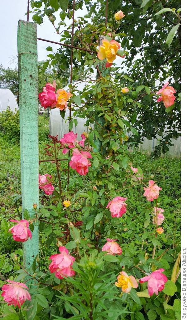 Полька Бабочка