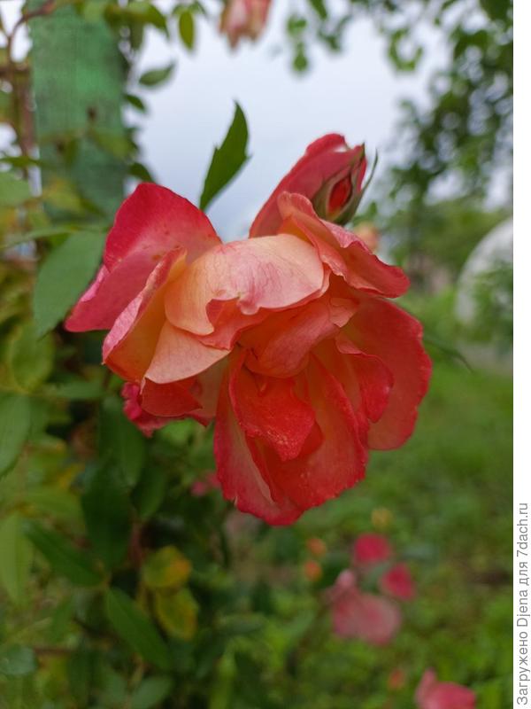 Полька Бабочка