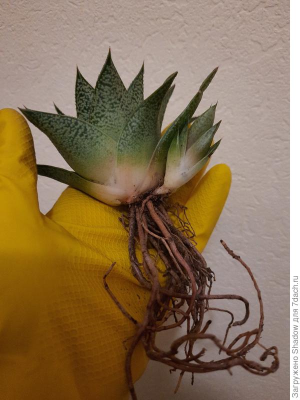 Корневая система