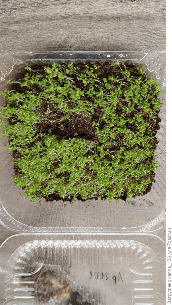 Лобелия "Белая Леди" Посев от 21.01.26г