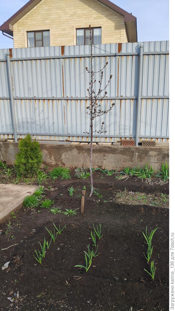 Яблоня "Роялти"