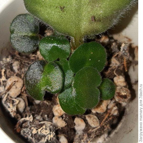 2. Фиалка. С ней всё с виду нормально, ждала корней от листа 1,5 месяца, затем несколько месяцев ожидала появления деток, сейчас их 10 штук, и вот что обнаружила: три листочка потемнели, где-то больше по площади, где-то меньше. Я осмотрела фиалку со всех сторон, сам лист и детки не гниют, но беспокоит смена окраса, может проблема глубже и растение погибает от корней, не знаю. Сам лист тоже не однотонный по окрасу, возможно дело в сорте.
