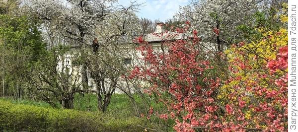Добрый день, не знаю, что за дерево на фотографии, с красным цветением