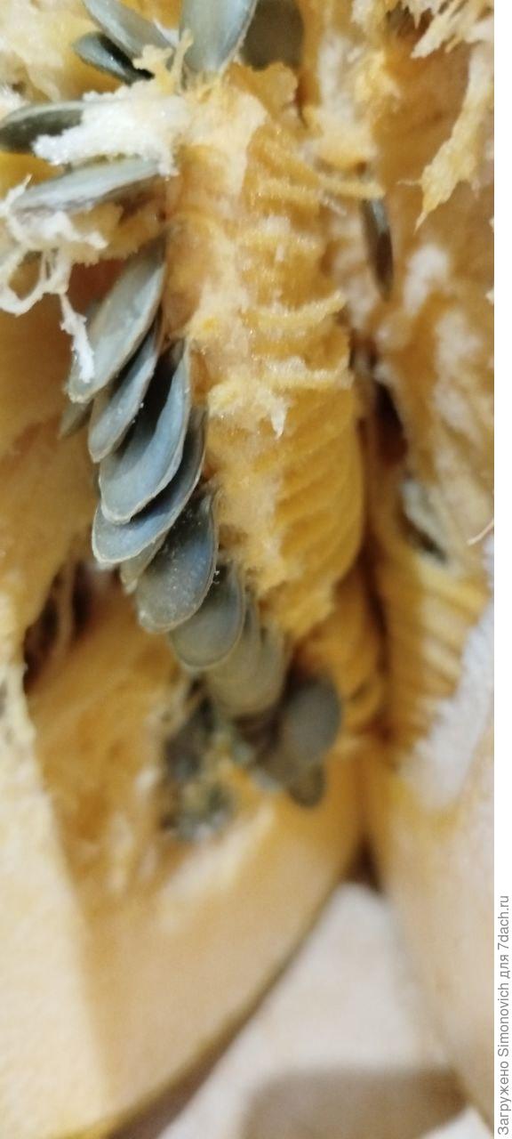 разрез тыквы