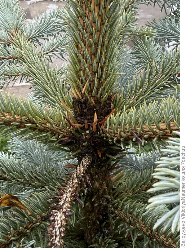 Прилагаю фото ствола