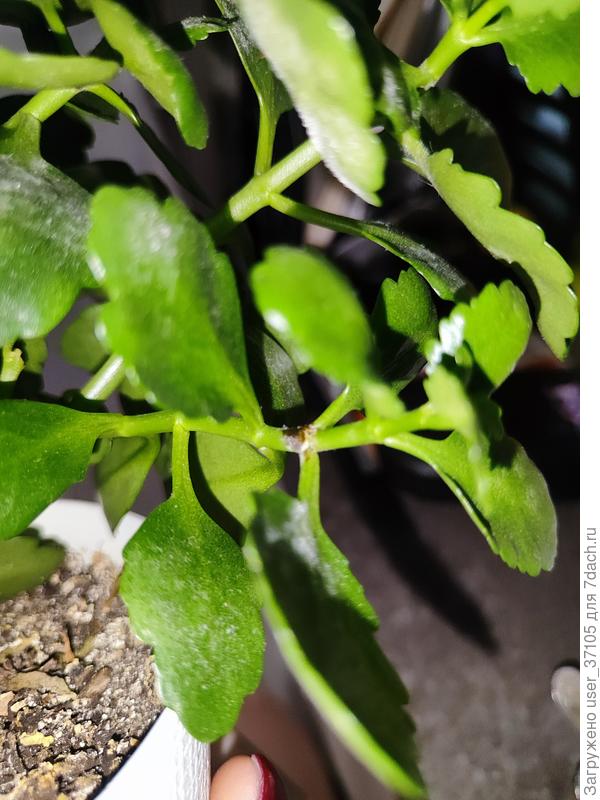 Вот такие вот пятна