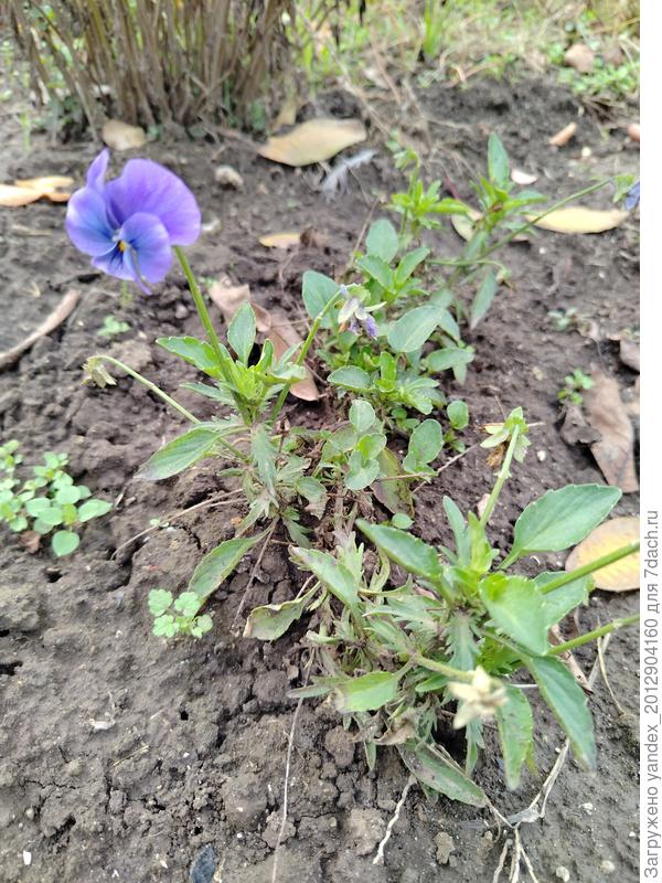 На пакетике было написано Виола синяя, сажала рассадой весной. Сейчас начало ноября, она цветёт, но как-то хиленько. Мы живём в пригороде Азова(Ростовская область). Хочу сказать огромное спасибо за статью! Цветы шикарные💖 Заболела я фиалками, очень хочу их, но кто-то писал, что им у нас будет жарко:(