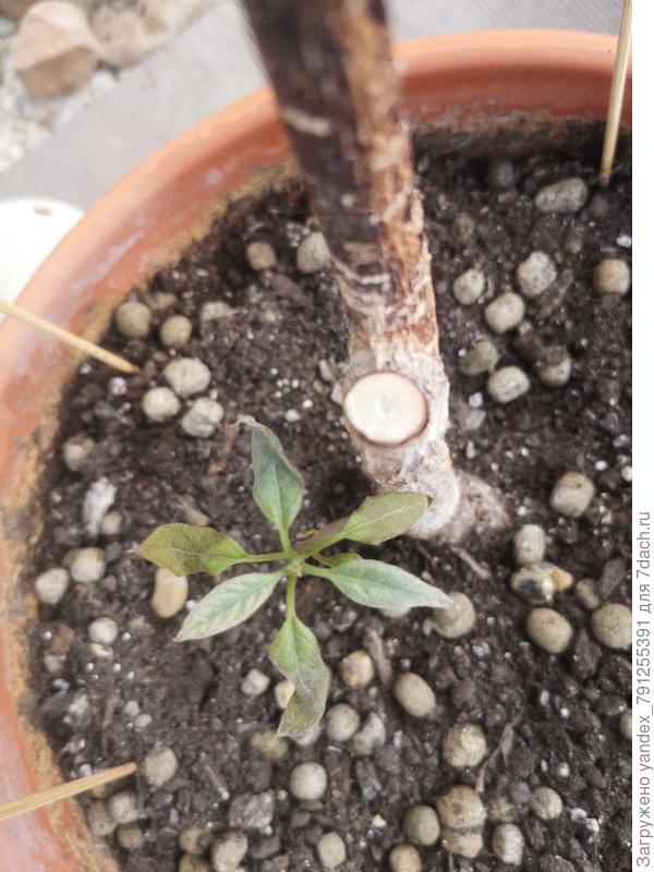 Начали подсыхать кончики