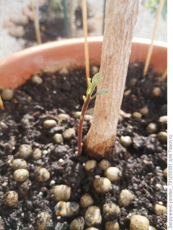 Новый росток