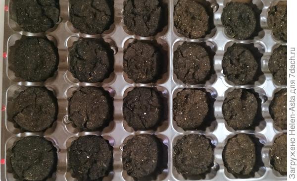 Посев эустомы 01.11.2025