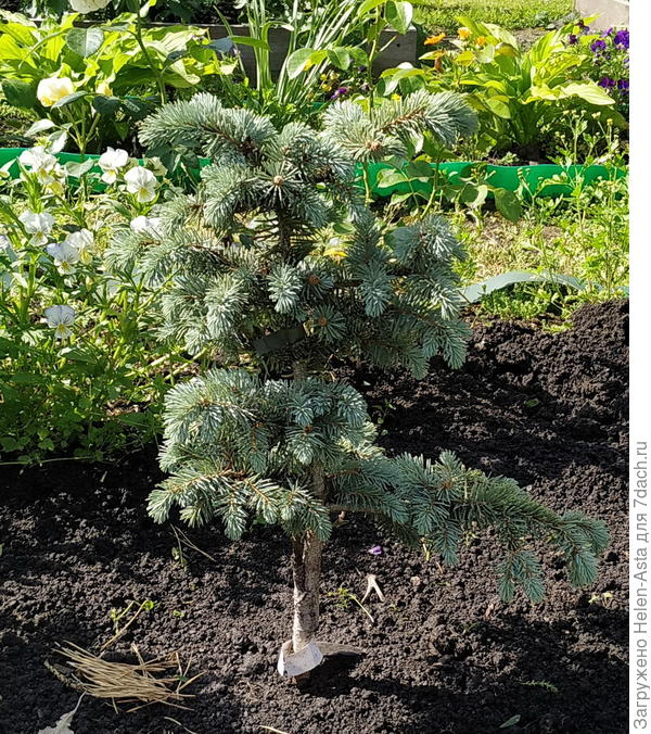 Милое создание