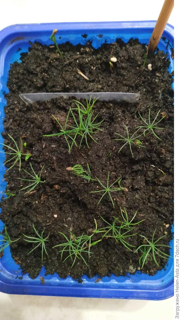 А это мои ёлки-палки