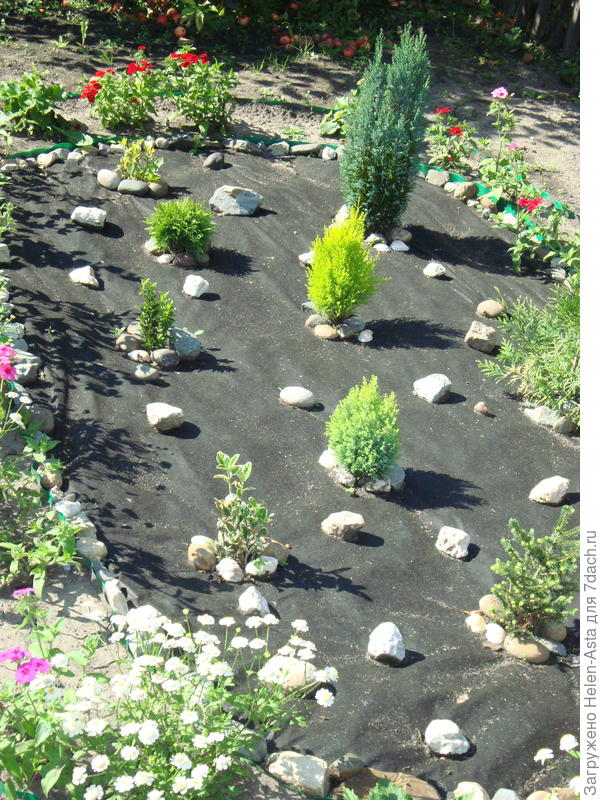 Ельник, 2016. Елочка на переднем плане