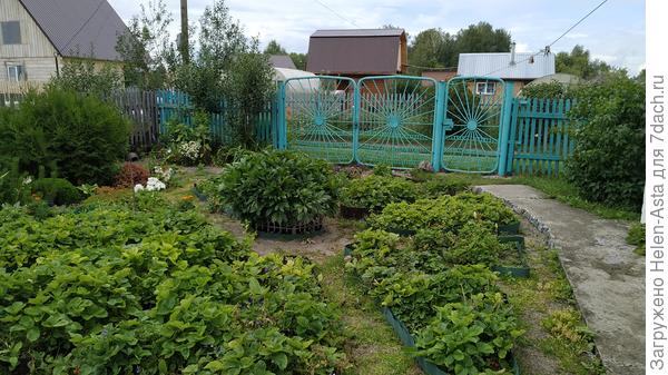 2022 Ельник слева. Он стал больше, но ёлочка погибла