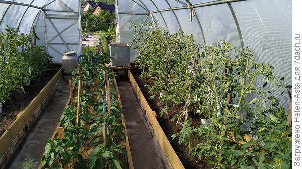 Томатная теплица, 29.06.2024