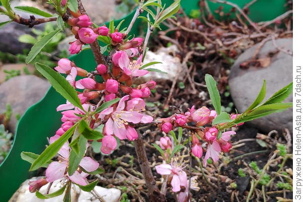 Умер миндаль