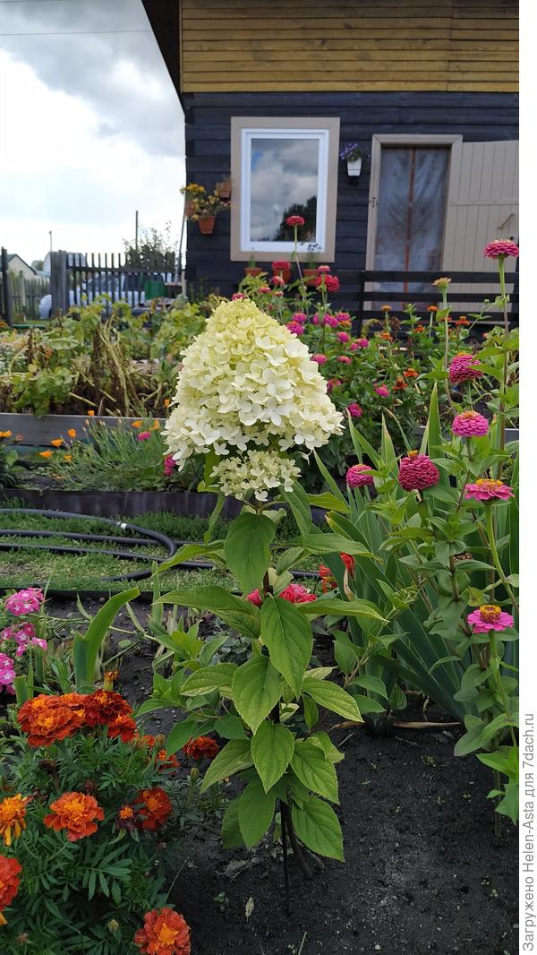 18.08.2022 Первый год цветения