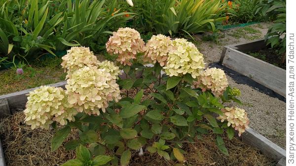 22.07.2022 Второй год цветения