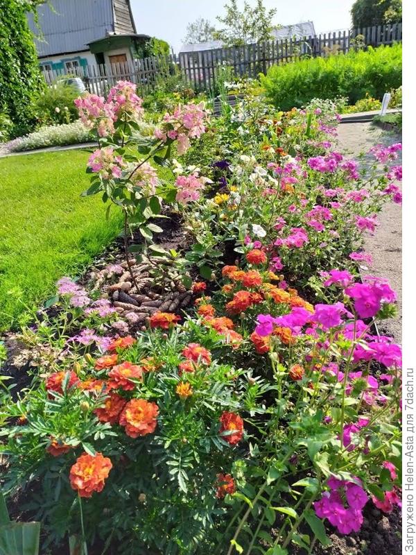 24.08.2019 Моя первая гортензия