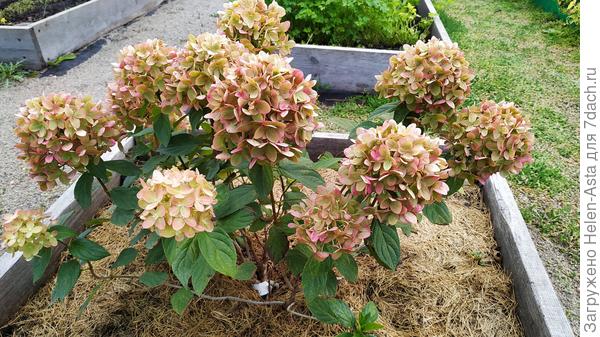 18.08.2024 год цветения. Пересадила в полутень из этой грядки