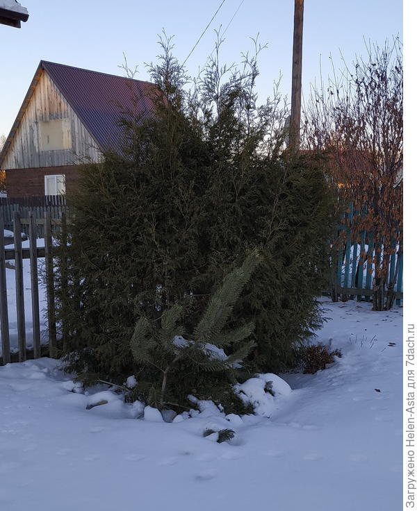17.11.2025 Под тяжестью снега кедр приуныл