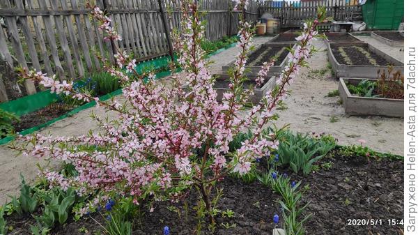 01.05.2020 Вместо пахоты и новых грядок отмечаем Первомай