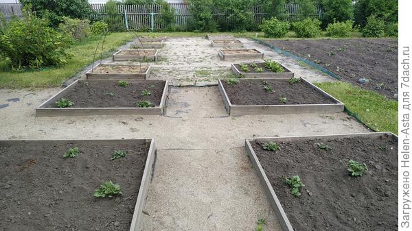 Рядом с бахчевыми грядками сделали картофельные, 10.06.2025