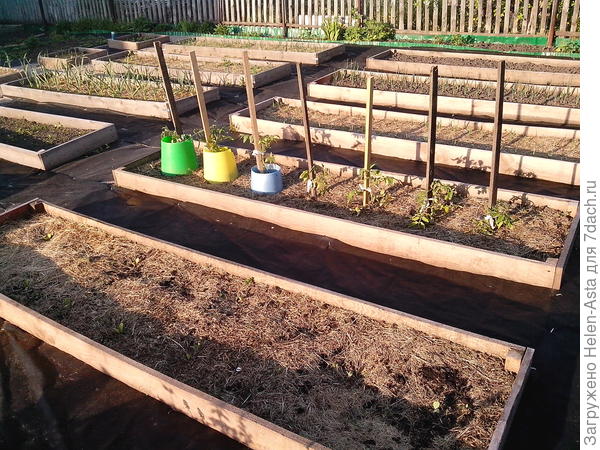 08.06.2018 Помидорки тоже можно в грядках выращивать