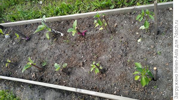Грядка для баклажана ждет переделки, 10.06.2025