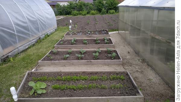 Грядки под мелочь между теплицами, 10.06.2025