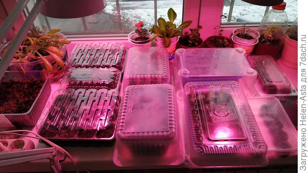 Лотки с эустомой и пеларгониями, 10.11.2025