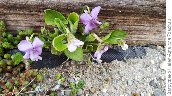 Фиалка лесная